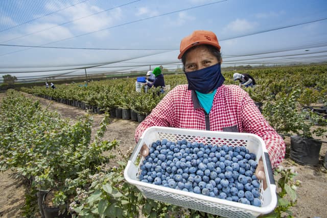 Perú registra un crecimiento de 23.6% en ventas por agroexportaciones en comparación al 2024