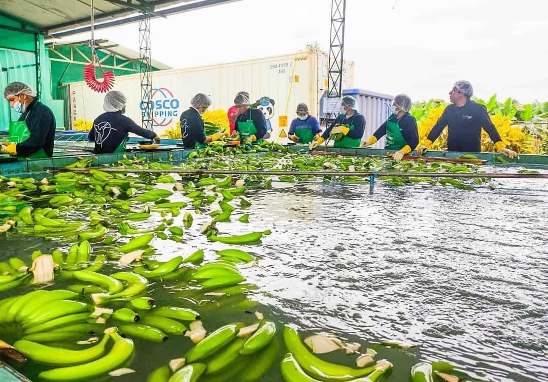 Perú realiza histórico primer envío de banano a China desde Lambayeque